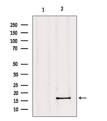 GPSM3 Antibody
