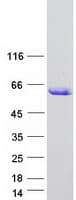 Human ARID3C Protein (Recombinant Myc-DDK (Flag))