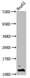 Polyclonal Rabbit anti-Human HIST1H4I Antibody (WB)