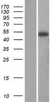 SERPINA12 / Vaspin Protein (Over-Expression Lysate Myc-DDK (Flag))