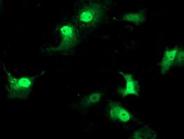 STAT4 Antibody (clone OTI 1H3)