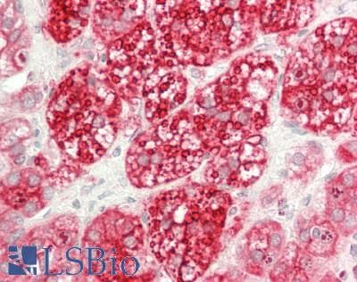 IHC-plus™ KCNJ5 / Kir3.4 / GIRK4 Antibody (clone 8D2)