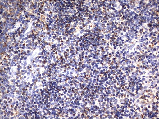 HADH Antibody (aa57-314, clone UMAB151, Carrier-free)