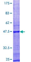 Human IL21 Protein (Recombinant GST)