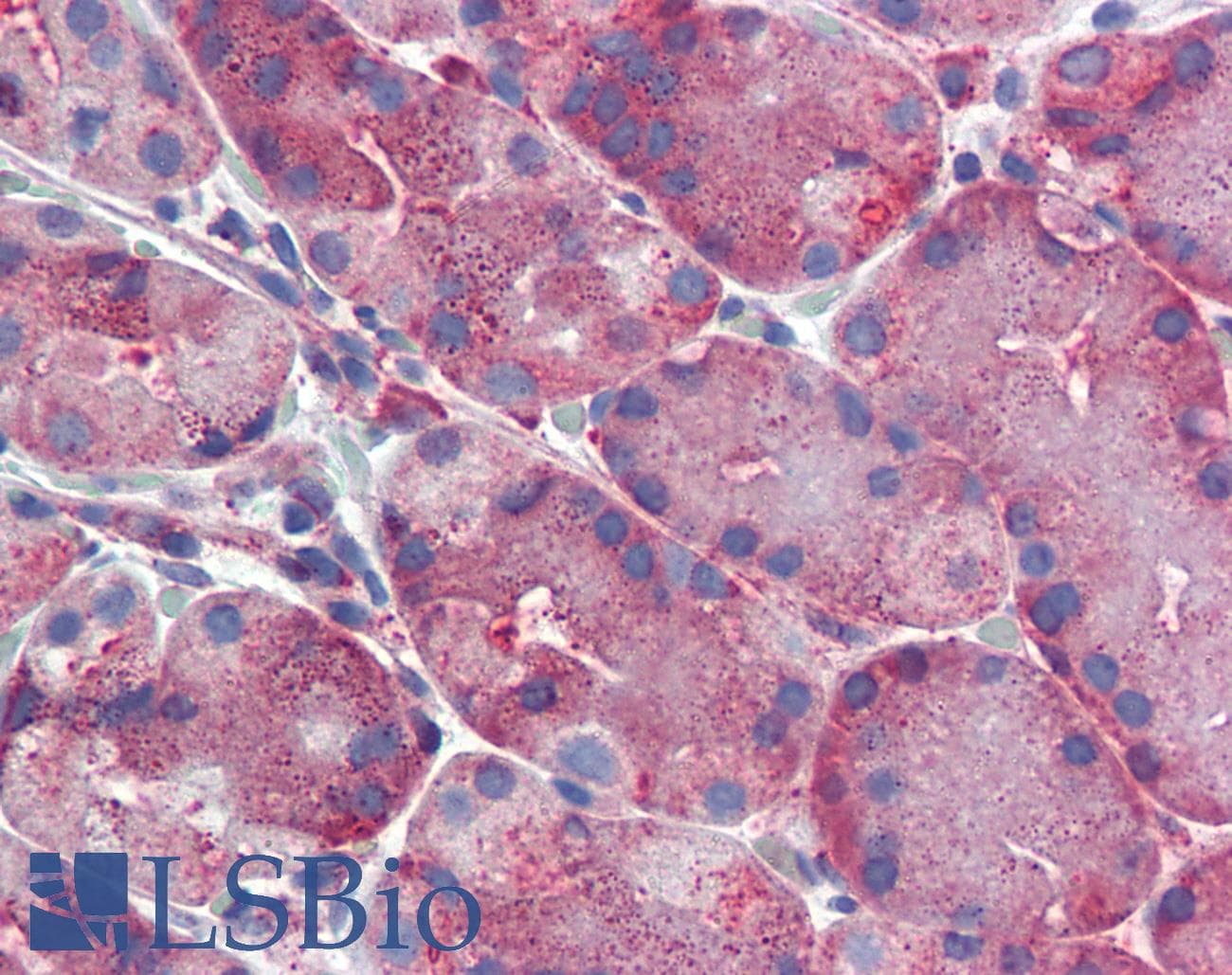IHC-plus™ ERP44 Antibody (C-Terminus)