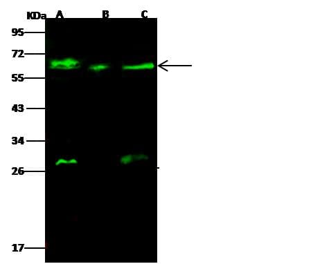 Polyclonal Rabbit anti-Human GALNT2 Antibody (Preservative Free, IHC, IF, WB)