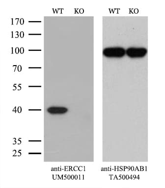 ERCC1 Antibody (clone 2.00E+12)
