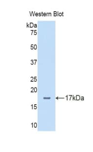 DLL4 Antibody (aa214-330)