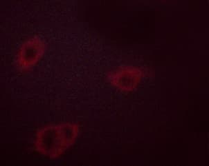 Polyclonal Rabbit anti-Human HSP90AB1 / HSP90 Alpha B1 Antibody (phospho-Ser254, IHC, IF, WB)