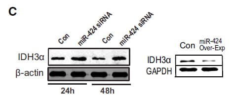 Monoclonal Mouse anti-Human GAPDH Antibody (clone OTI2D9, WB)