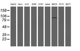 LRRC50 Antibody (clone OTI3B10, Carrier-free)