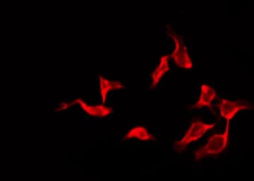 OR2G2 Antibody