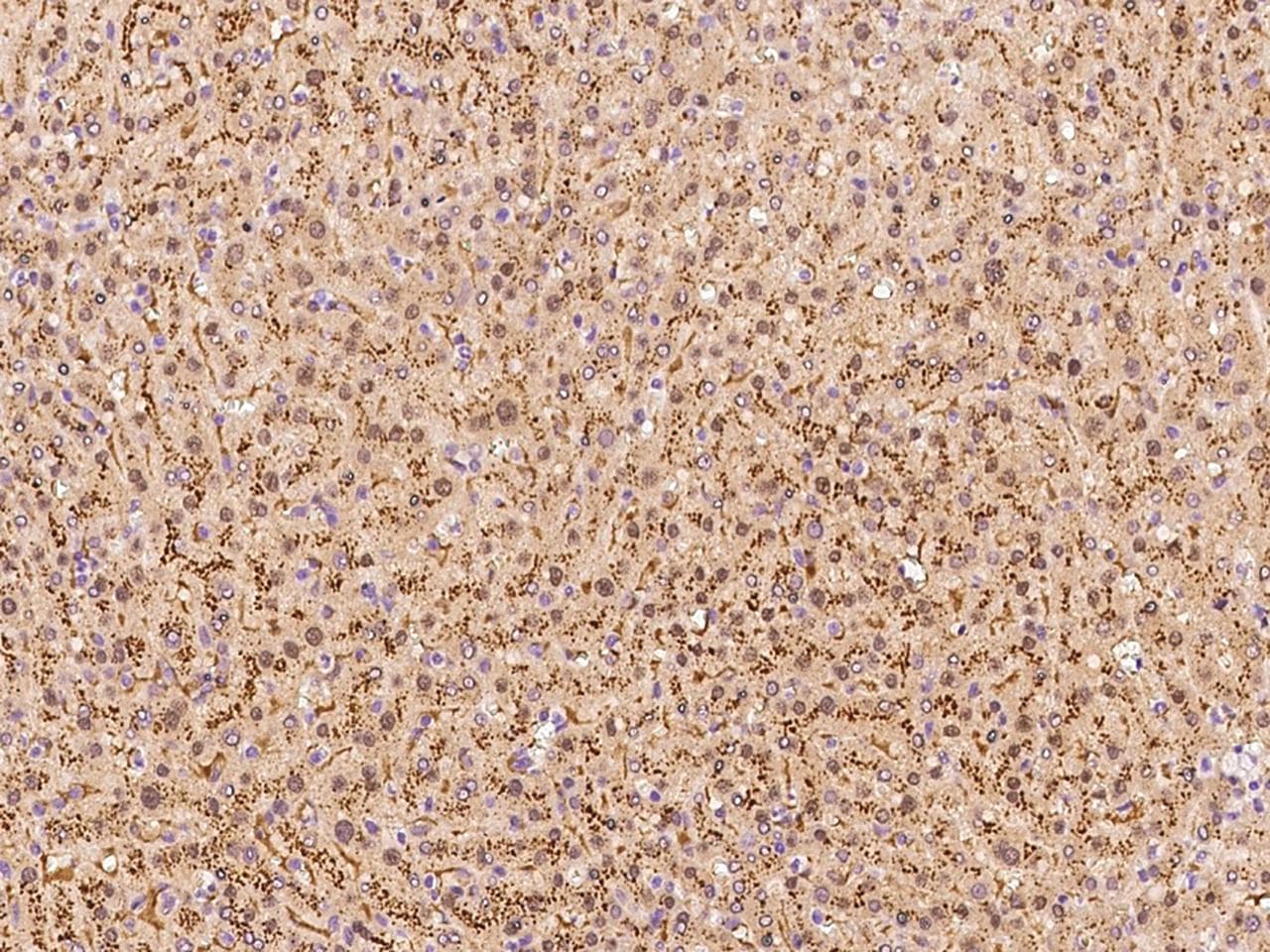 Polyclonal Rabbit anti-Human Selenium Binding Protein 1 Antibody (IHC)