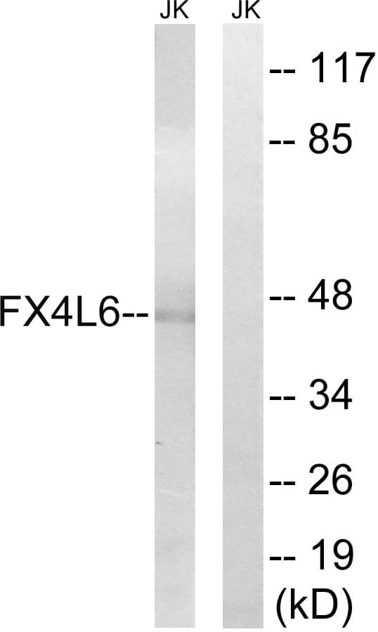 FOXD4 + FOXD4L Antibody (Internal)