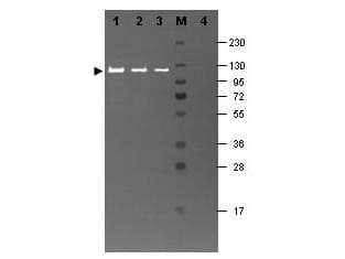 Polyclonal Rabbit anti-E. coli Beta Galactosidase Antibody (IHC, IF, WB)