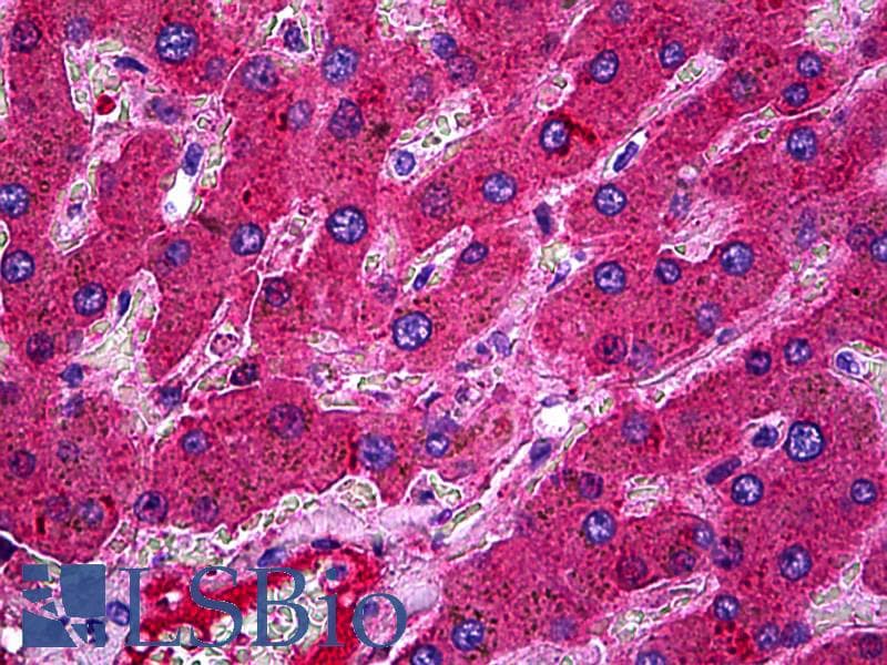 IHC-plus™ Complement C3c Antibody