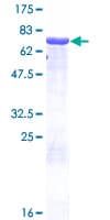 Human AZIN1 Protein (Recombinant GST)
