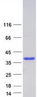Human PPIE / Cyclophilin E Protein (Recombinant Myc-DDK (Flag))