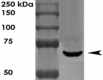 LGI1 Antibody (clone S283-7)