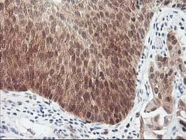 HSPBP1 Antibody (clone OTI1D5)