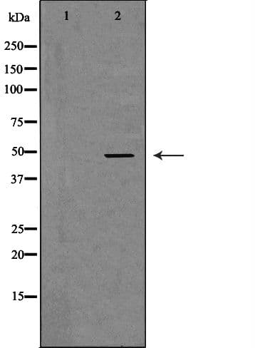APOBEC3G / CEM15 Antibody