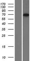 RTKN2 Protein (Over-Expression Lysate Myc-DDK (Flag))