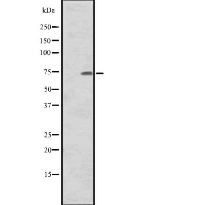 CNNM1 Antibody