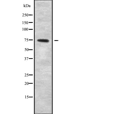NOL4 Antibody