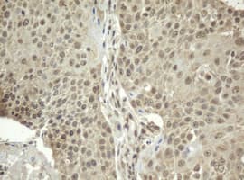 ZFAND5 Antibody (clone OTI9F2)