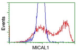 Monoclonal Mouse anti-Human MICAL1 / MICAL Antibody (clone OTI6C7, IF, WB)