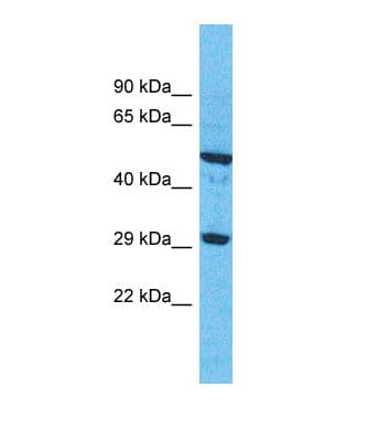 OR9G1 Antibody (C-Terminus)
