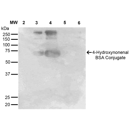 4-Hydroxynonenal Antibody (clone 12F7, FITC)