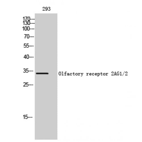 OR2AG1 + OR2AG2 Antibody (30-110 aa, Internal)