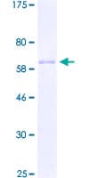 Human ZNF322 Protein (Recombinant GST)