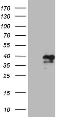 Monoclonal Mouse anti-Human MXD4 Antibody (clone OTI1A2, IHC, WB)