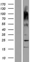 OR9G9 Protein (Over-Expression Lysate Myc-DDK (Flag))