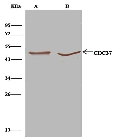 CDC37 Antibody (Preservative Free)