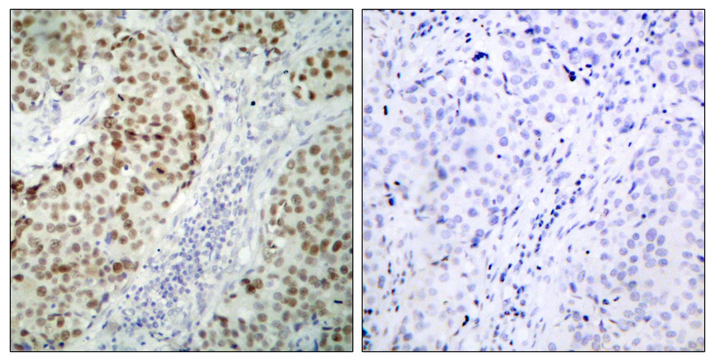 TP53 / p53 Antibody (aa1-50)