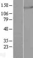 MTRPOL / POLRMT Protein (Over-Expression Lysate Myc-DDK (Flag))