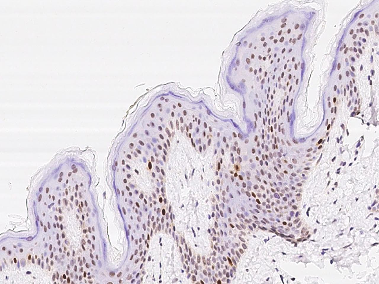 SLBP Antibody