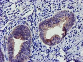 SOCS3 Antibody (clone OTI15F9)