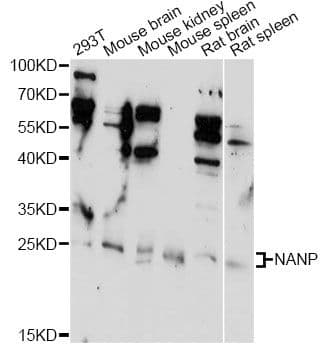 NANP Antibody