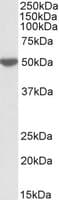 PathPlus™ LSP1 Antibody (aa445-459)