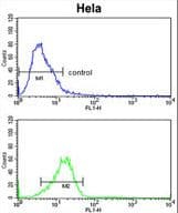CYP7B1 Antibody (aa252-281)