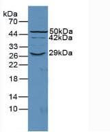 CD55 Antibody (aa47-286)