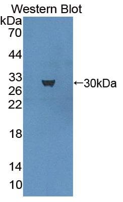 MECP2 Antibody
