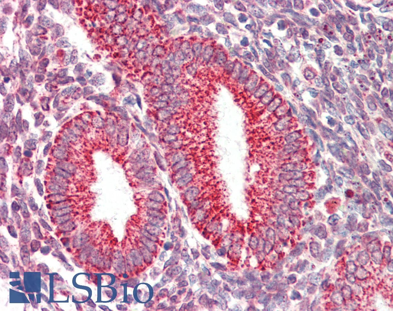 IHC-plus™ COXIV / COX4 Antibody (clone 6B3)