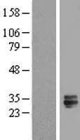 TMED6 Protein (Over-Expression Lysate Myc-DDK (Flag))
