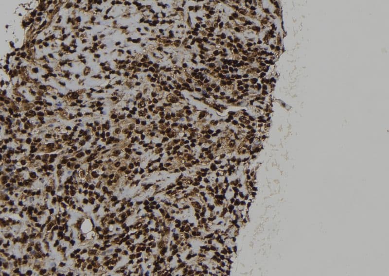 SRP54 Antibody