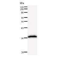 HOXA7 Antibody (clone 743C1a)